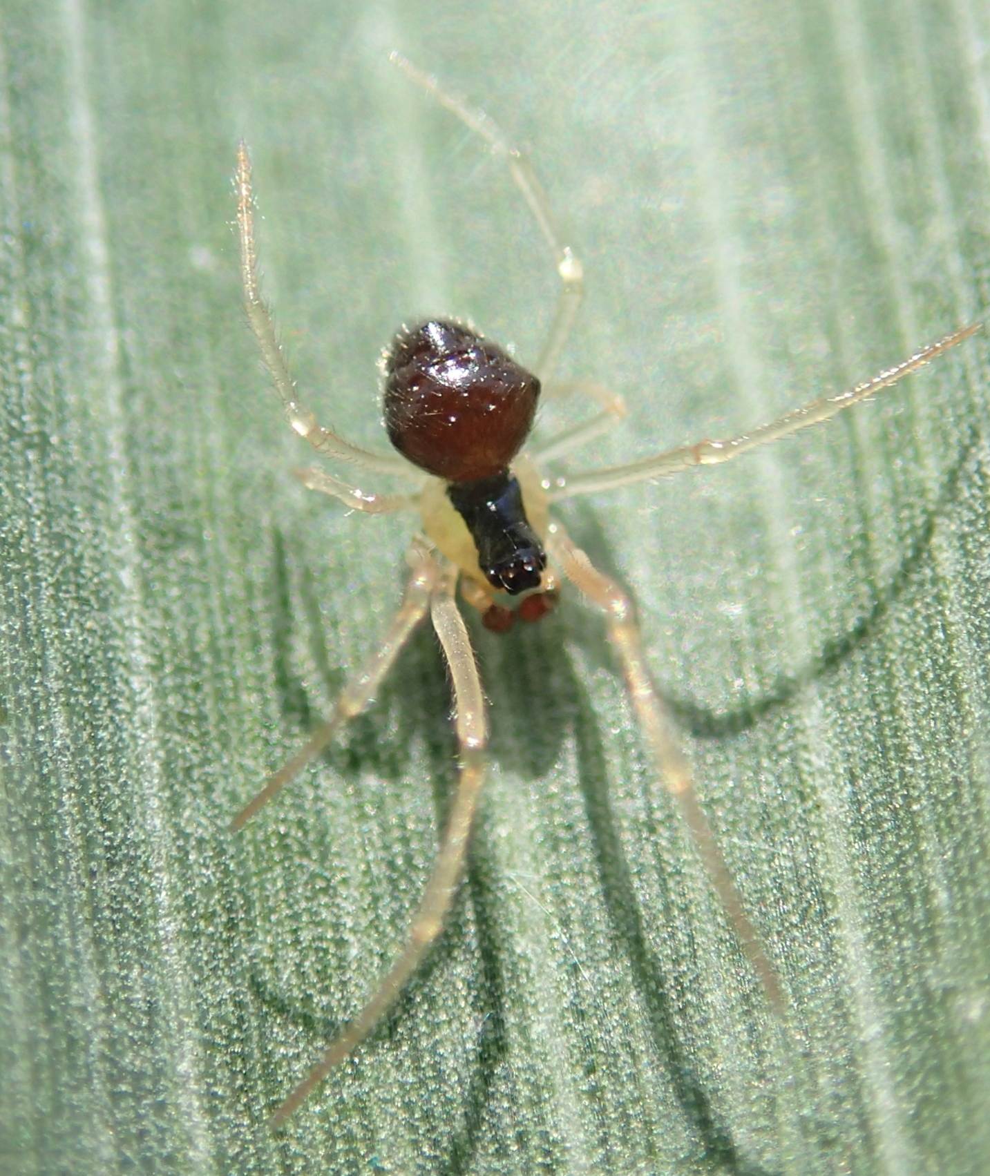 Theridula gonygaster  - Lughignano (TV )